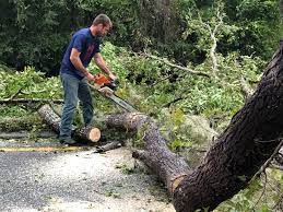 Why Choose Our Tree Removal Services in Willowbrook, IL?